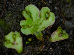 Mannia gracilis