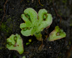 Mannia gracilis