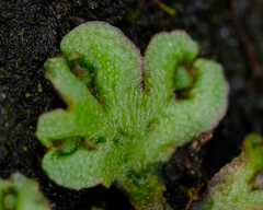 Mannia gracilis