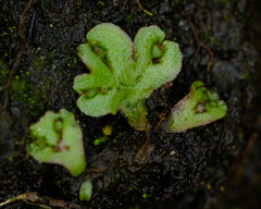Mannia gracilis