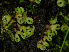Mannia gracilis