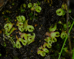 Mannia gracilis