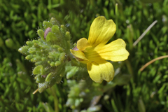 Euphrasia cockayneana