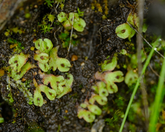 Mannia gracilis