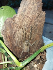 Phoneutria eickstedtae