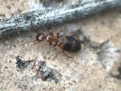 Acanthinus scitulus