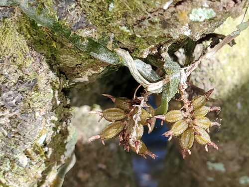 Image of Campylocentrum pachyrrhizum by (c) Laura Gaudette, some rights reserved (CC BY)