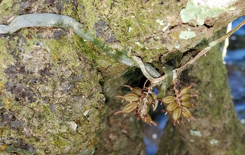 Image of Campylocentrum pachyrrhizum by (c) Laura Gaudette, some rights reserved (CC BY)