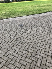 Sciurus carolinensis