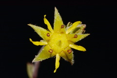 Ivesia sabulosa