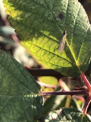 Trichocera