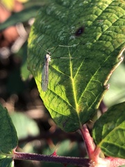 Trichocera