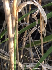 Trichocera
