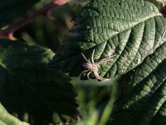 Philodromus