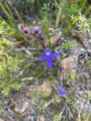 Lobelia browniana