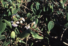 Scaevola calendulacea