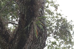 Encyclia tampensis image