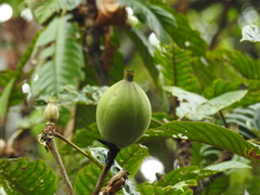 Duroia aquatica