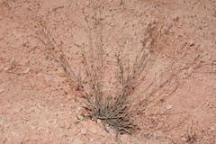 Ivesia sabulosa