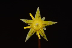 Ivesia sabulosa