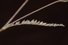 Ivesia sabulosa