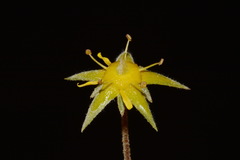 Ivesia sabulosa