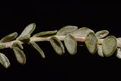Ivesia sabulosa