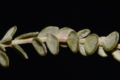 Ivesia sabulosa