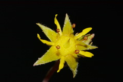 Ivesia sabulosa