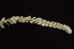 Ivesia sabulosa