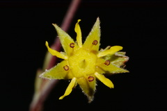 Ivesia sabulosa