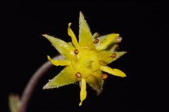 Ivesia sabulosa