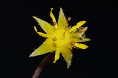 Ivesia sabulosa