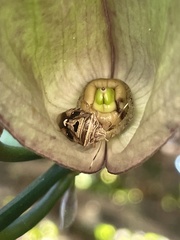 Pentatomini