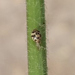 Psyllobora picta