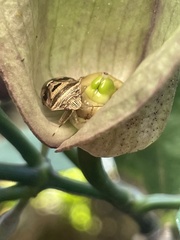 Pentatomini