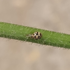 Psyllobora picta