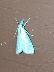 Haimbachia placidellus