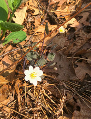 Jeffersonia diphylla