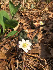 Jeffersonia diphylla