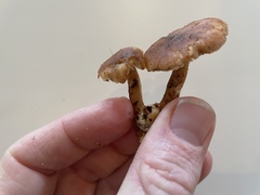 Heliocybe