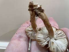Heliocybe