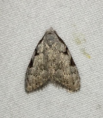 Nola triquetrana
