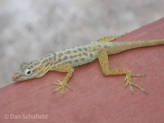 Anolis sabanus