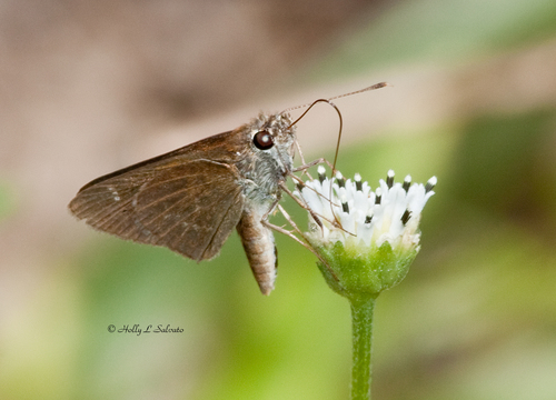 Three-spotted Skipper