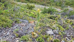 Chloraea cylindrostachya