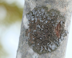 Melanohalea septentrionalis