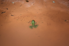 Pelophylax saharicus