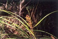 Gahnia subaequiglumis