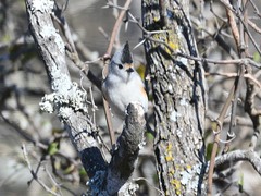 Baeolophus bicolor × atricristatus